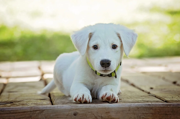 Natürlicher Zeckenschutz oder hochwertige Zeckensprays – Was hilft besser für Hunde?