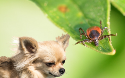 Welche Insekten sind für meinen Hund gefährlich?