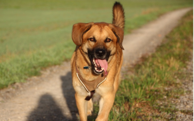 Auslauf für Hunde – Was ist zu beachten?